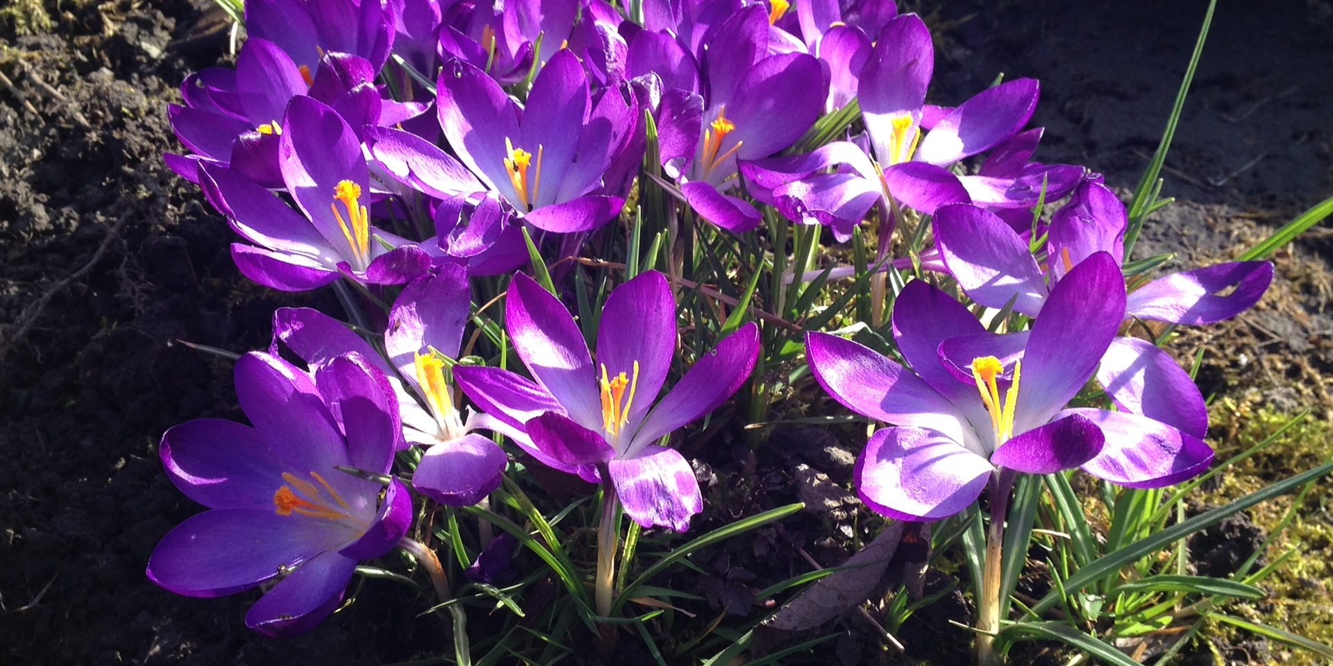 Lila Krokusse auf der Kleingartenanlage
